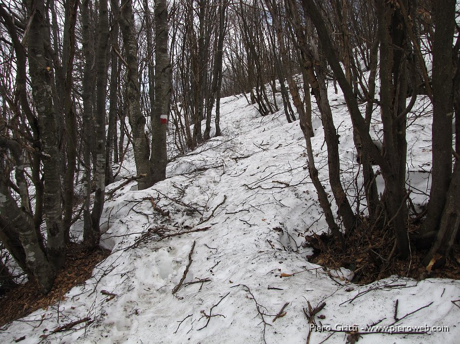 27 ...nel bosco e nella neve.jpg